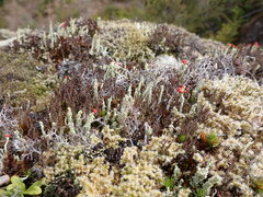 Cladonia bellidiflora