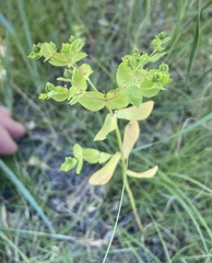 Euphorbia spathulata