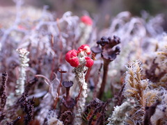 Cladonia bellidiflora