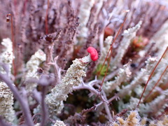 Cladonia bellidiflora