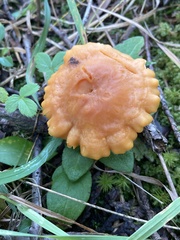 Cuphophyllus pratensis