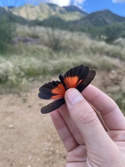 Arphia pseudonietana