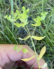 Euphorbia spathulata