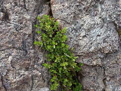 Penstemon davidsonii