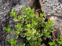 Penstemon davidsonii