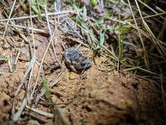 Uperoleia laevigata