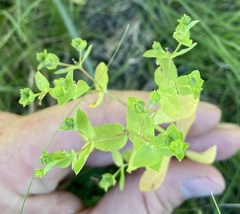 Euphorbia spathulata
