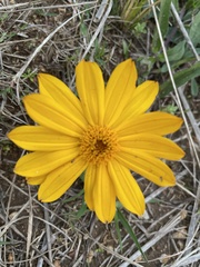 Aspilia montevidensis