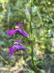Lobelia