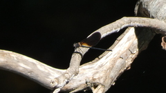 Calopteryx haemorrhoidalis