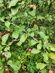 Crataegus punctata