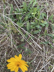 Aspilia montevidensis