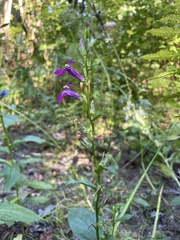 Lobelia