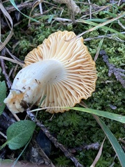 Cuphophyllus pratensis