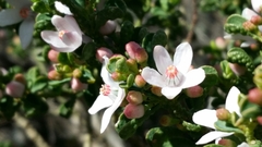 Philotheca verrucosa