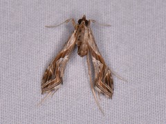 Lineodes integra