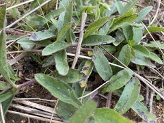 Aspilia montevidensis
