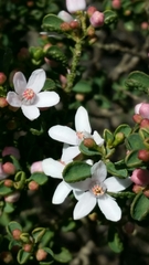 Philotheca verrucosa