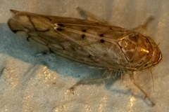 Osbornellus
