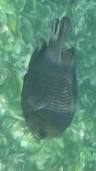 Dascyllus trimaculatus