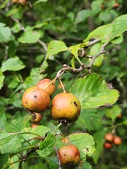 Crataegus punctata