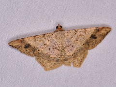 Psamatodes abydata