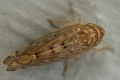 Osbornellus
