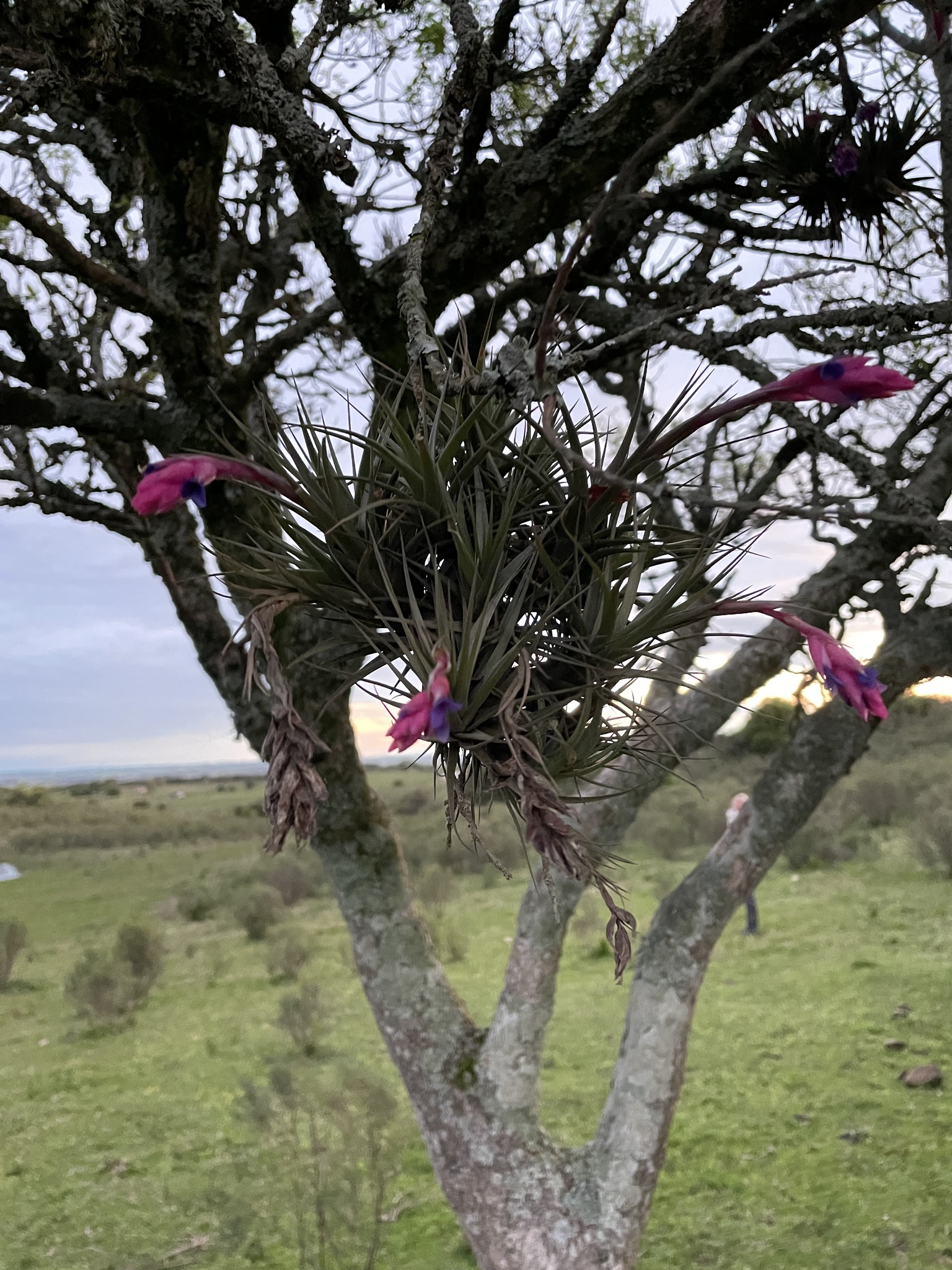 Tillandsia aeranthos