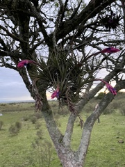 Tillandsia aeranthos