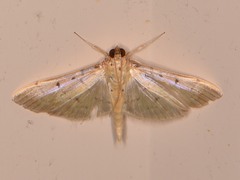 Herpetogramma bipunctalis