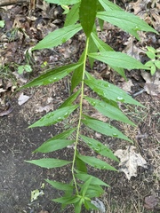 Coleosporium solidaginis