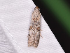 Zamagiria australella