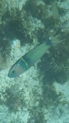 Thalassoma hebraicum