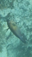 Dascyllus trimaculatus