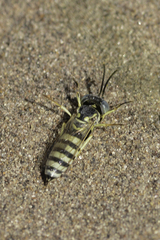 Microbembex monodonta