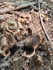 Geastrum triplex