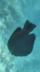 Dascyllus trimaculatus