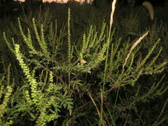 Ambrosia artemisiifolia