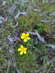 Ranunculus lappaceus