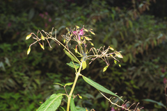 Impatientinum asiaticum