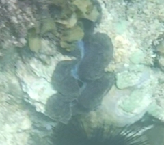 Tridacna maxima