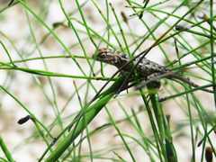 Sceloporus grammicus