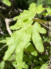 Lygodium palmatum