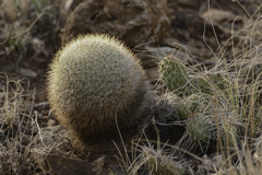 Pediocactus simpsonii