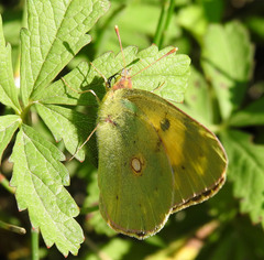 Colias croceus