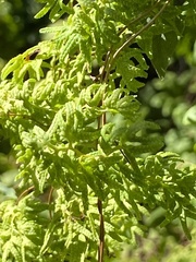 Lygodium palmatum