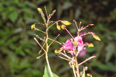 Impatientinum asiaticum