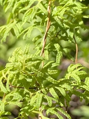 Lygodium palmatum