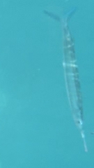 Hyporhamphus