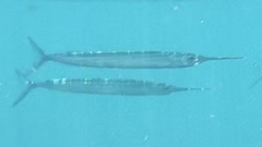 Hyporhamphus